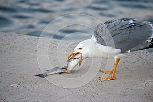 seagull eating a fish