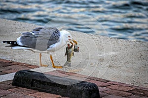 seagull eating a fish