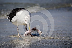 Seagull eating a fish