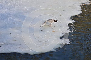 Seagull eating fish