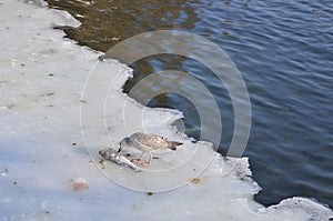 Seagull eating fish