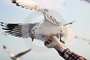 Seagull eating food off human`s hand. Selective focus and shallow depth of field.