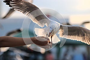 Seagull eating food off human`s hand. Selective focus and shallow depth of field.
