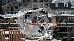 Seagull eating leftover food at seaside cafe