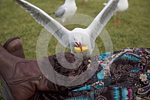 A seagull is eating potato chip off a woman`s legs