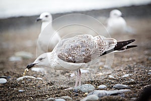 Seagull eating something on the pebble beach