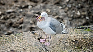 Seagull eating star fish