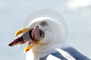 Seagull eating a starfish - choking with starfish