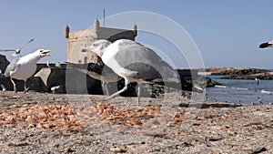 A seagull eats shrimps peel, against the Scala of the Port, at the harbor of Essaouira, Morocco.