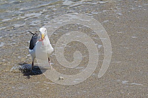 A seagull eats a tiny red tuna crab in La Jolla San Diego. These tiny crustaceans wash up on Southern California shores during a