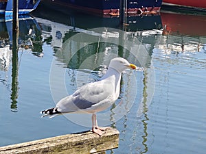 Seagull at Eckernfoerde harbour
