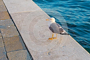 Seagull on the edge in Venice