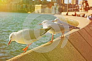 Seagull and effect vintage light soft and blure .