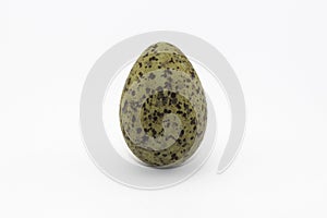 Seagull egg