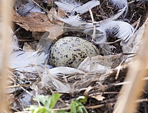 Seagull Egg