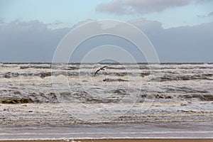 Seagull Egmond aan Zee, The Netherlands