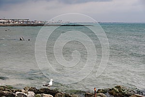 Seagull on empty beach in in cloudy weather. Feodosia. Crimea