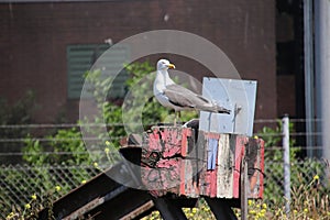 Seagull on the end of track block at traintrack in the harbor of Rotterdam