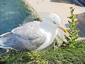 Seagull on english channel beach of Etretat