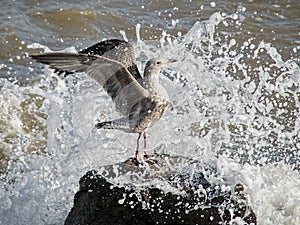 Seagull Enjoying The Exuberance Of Youth