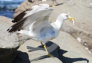 Seagull with entrapment fish