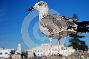Seagull. Essaouira, Morocco