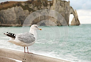 Seagull in Etretat beach