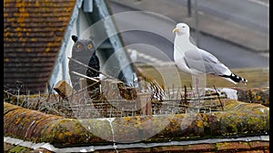 Seagull examines a fake owl