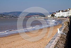 Seagull Exmouth Devon England