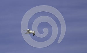 A seagull with expanded wingspan soars against a blue winter sky