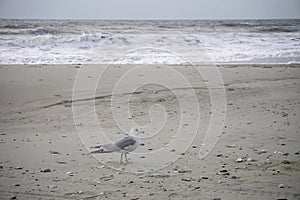 Seagull facing forward