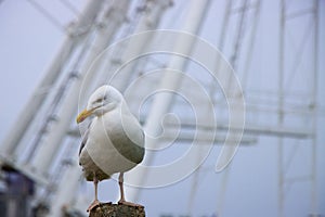 Seagull facing to side against Great Yarmouth Observation Wheel