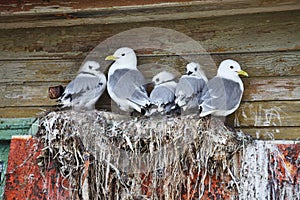 Seagull family - Black-legged Kittiwake