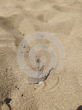 a seagull feather on the beach sand