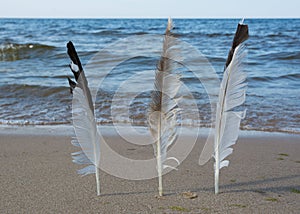 Seagull feathers on sea background.