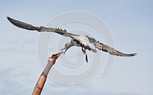 Seagull feeding