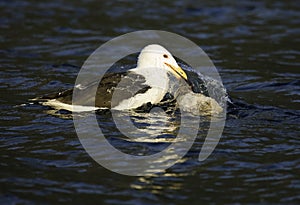 Seagull feeding on duck