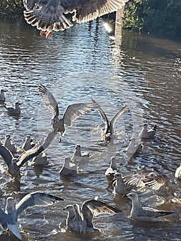 Seagull feeding frenzy on the river