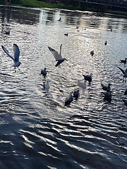 Seagull feeding frenzy on the river