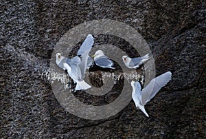 Seagull feeding in the nest