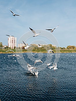 Seagull feeding at park on the city lake. Birdwatching at autumn time