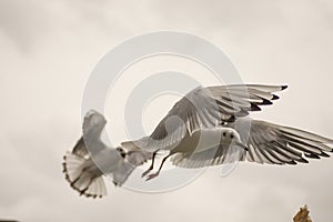 Seagull feeding time 6