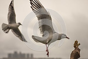Seagull feeding time 7