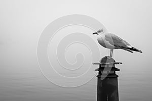 Seagull in Fells Point, Baltimore, Maryland