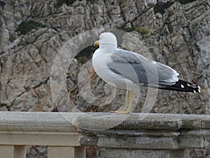 seagull on fence on the coast of Mallorca