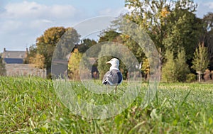 Seagull in a field