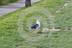Seagull in a field