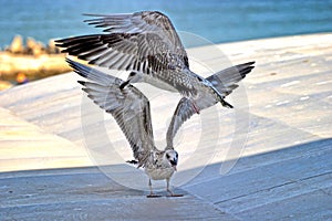 Two seagulls fighting for territory