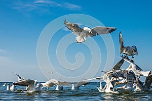 Seagull in fight