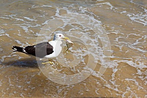 Seagull with fish in the beak, eating on the beach in water, sea